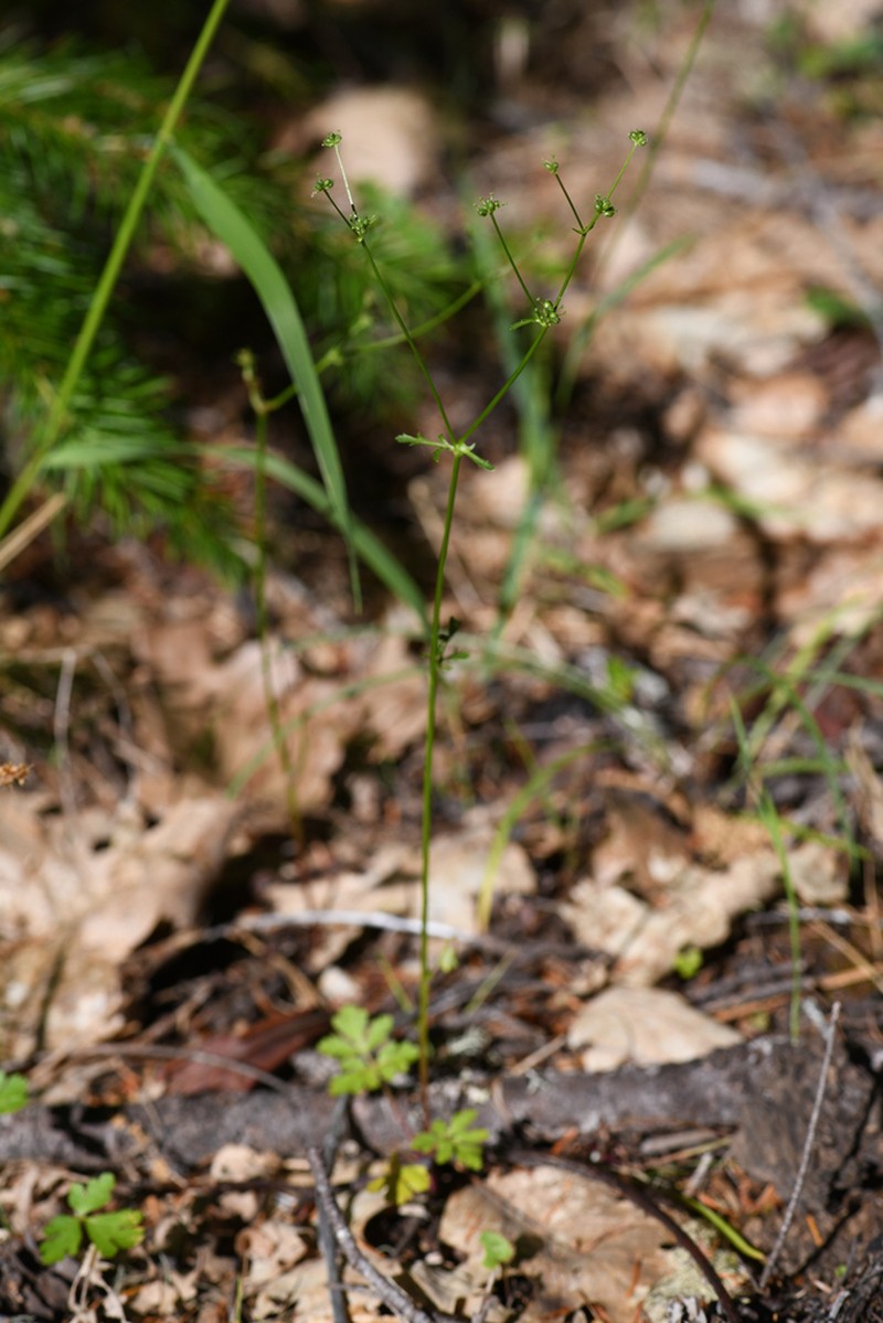 Tracy's Blacksnakeroot photo 2