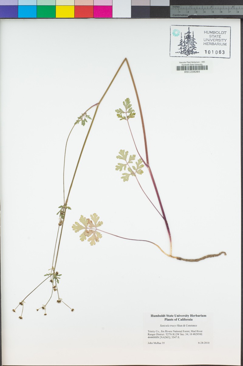 Tracy's Blacksnakeroot photo 6