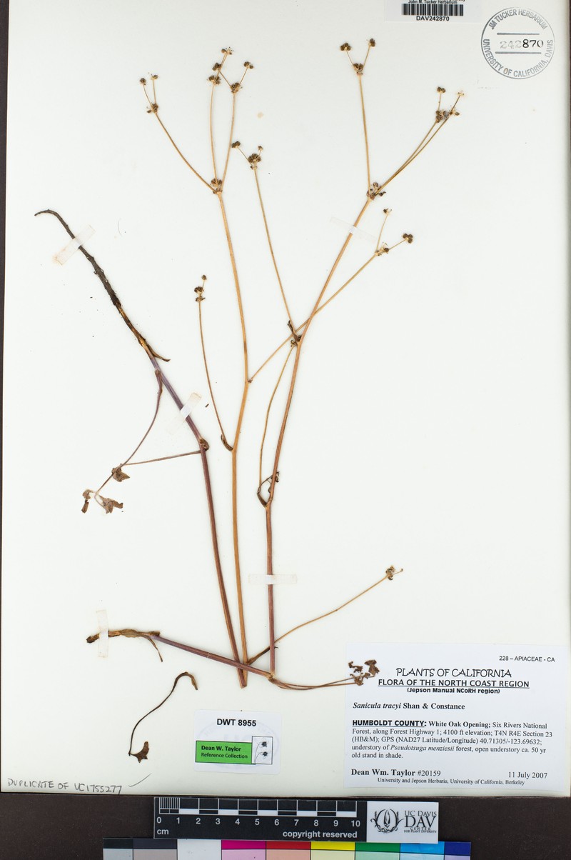 Tracy's Blacksnakeroot photo 7