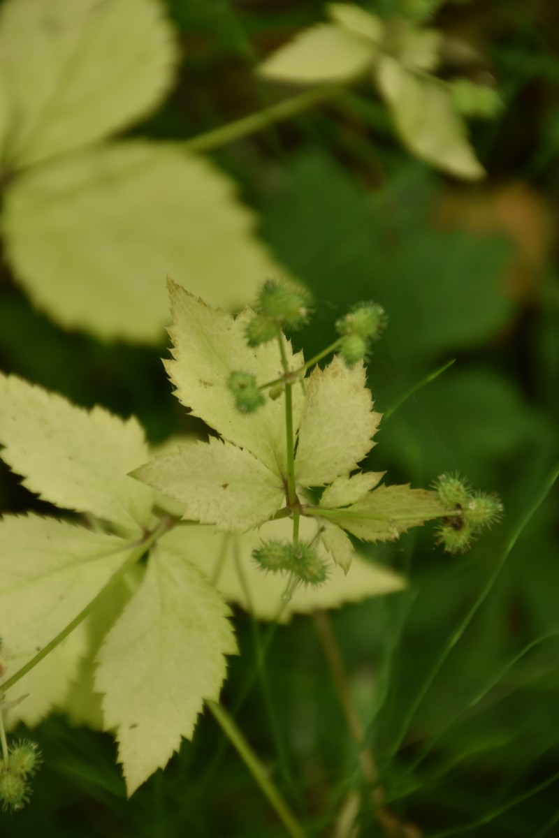Largefruit Blacksnakeroot