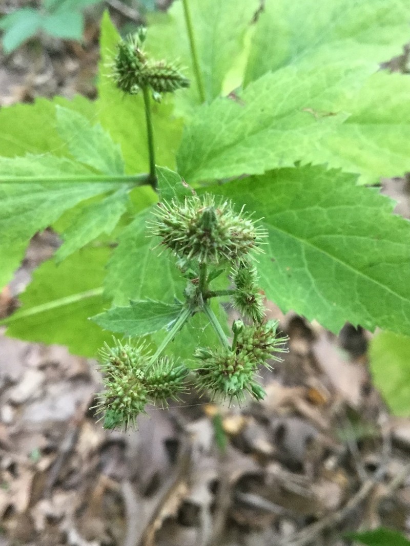 Largefruit Blacksnakeroot