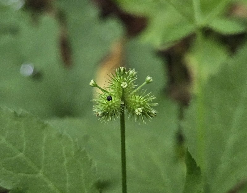 Largefruit Blacksnakeroot photo 2
