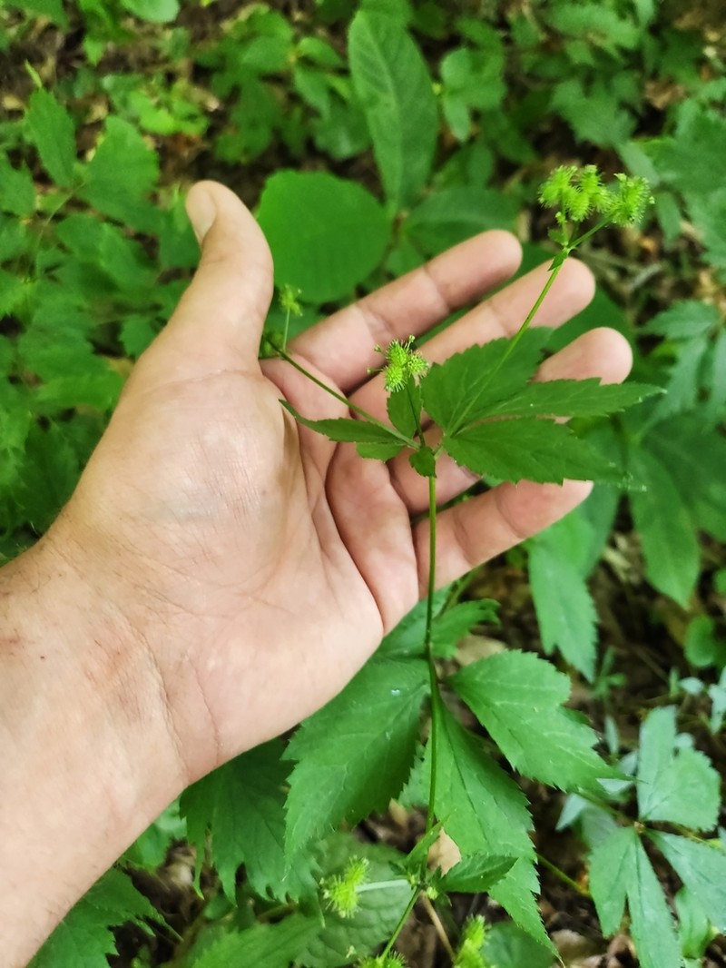 Largefruit Blacksnakeroot photo 3