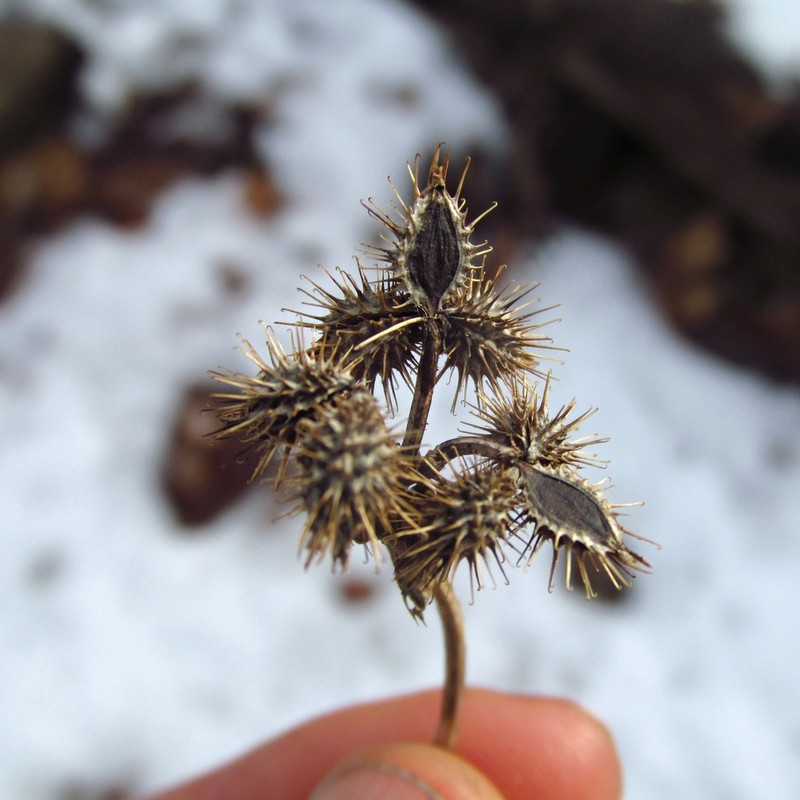 Largefruit Blacksnakeroot photo 4