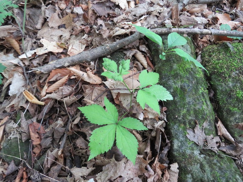 Largefruit Blacksnakeroot photo 5