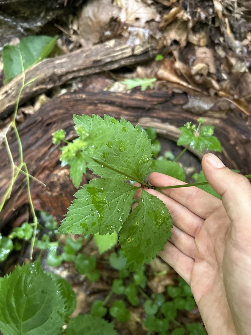 Largefruit Blacksnakeroot photo 6