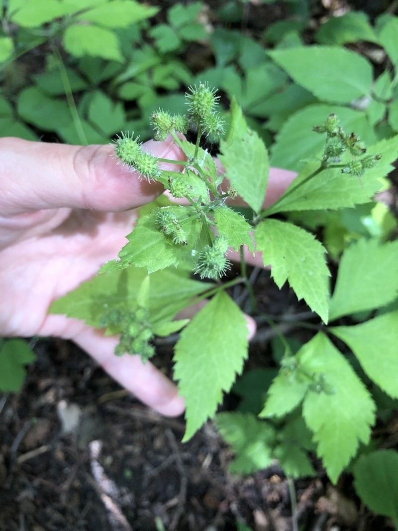 Largefruit Blacksnakeroot photo 7