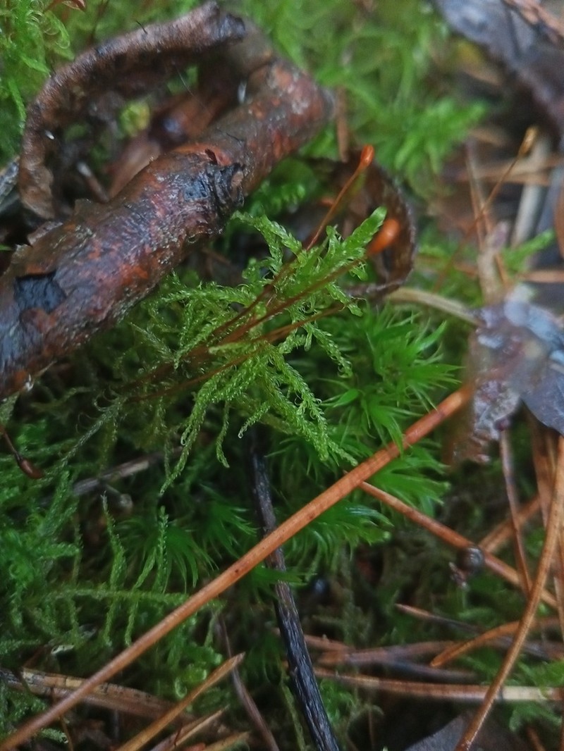 Sanionia Moss