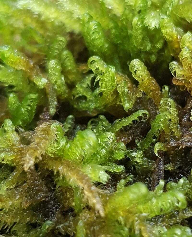 Sanionia Moss photo 2