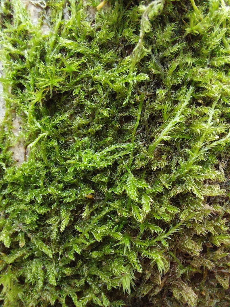Sanionia Moss photo 3