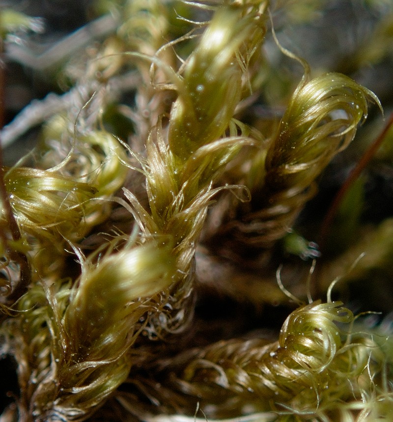 Sanionia Moss photo 4