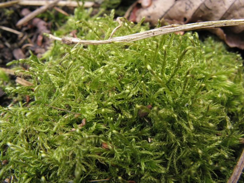 Sanionia Moss photo 5