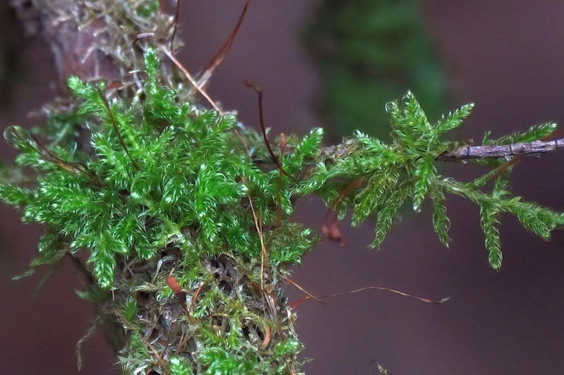 Sanionia Moss photo 6