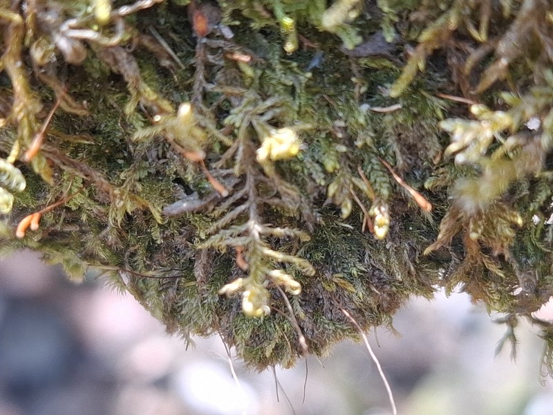 Sanionia Moss photo 7