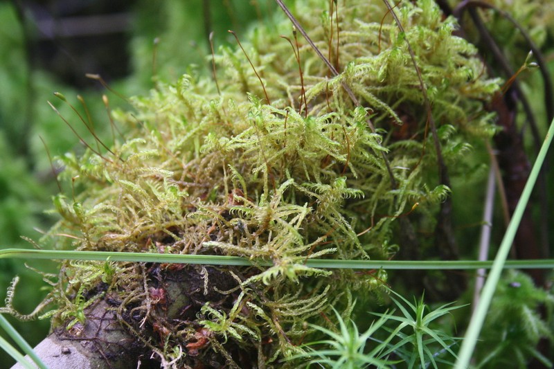 Sanionia Moss photo 8