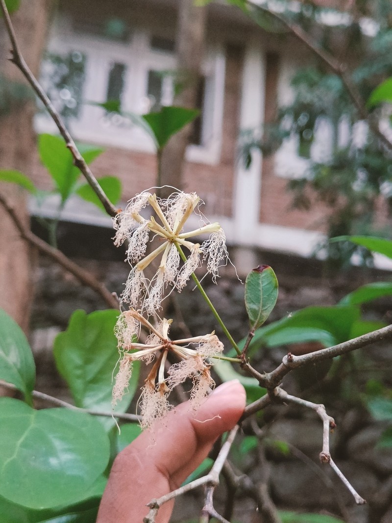 Sanjappa cynometroides photo 2