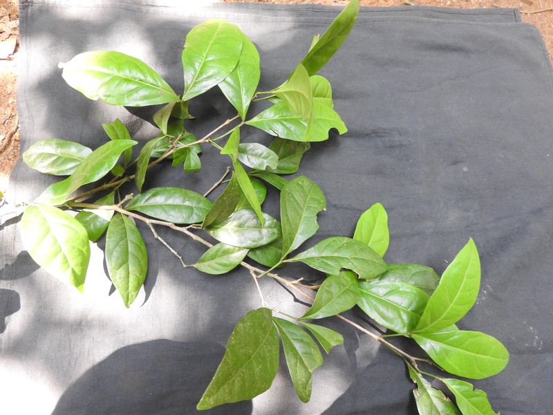 Sanjappa cynometroides