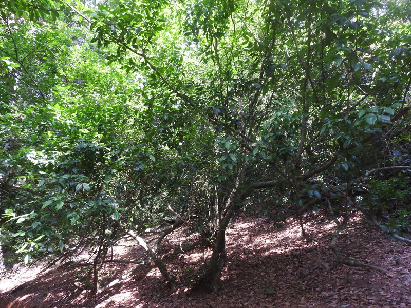 Sanjappa cynometroides photo 4