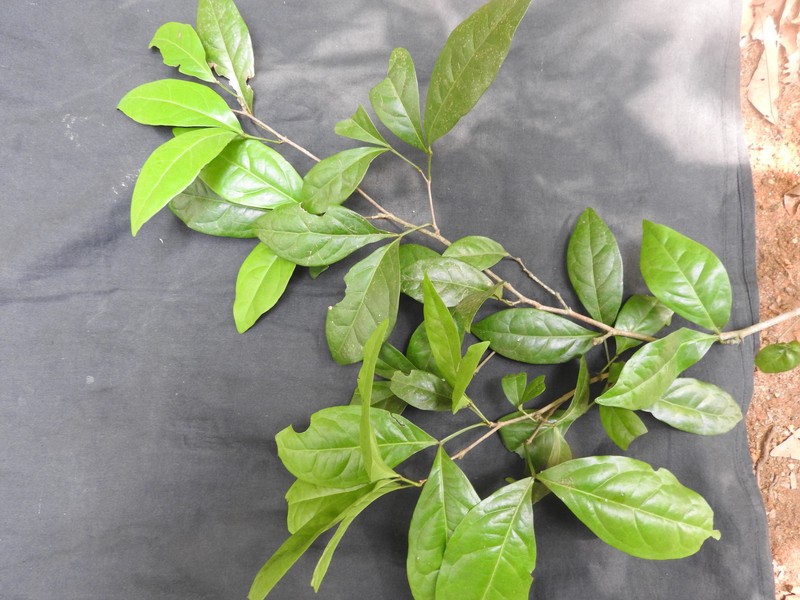 Sanjappa cynometroides photo 5