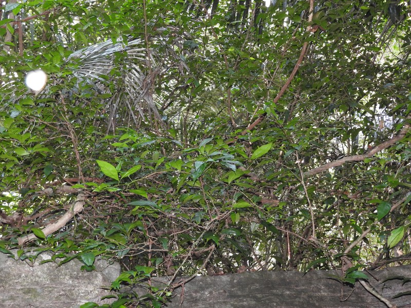 Sanjappa cynometroides photo 6