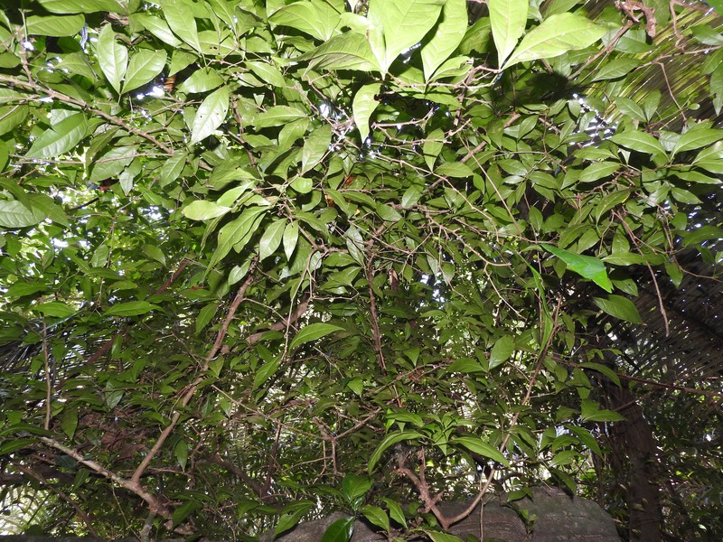 Sanjappa cynometroides photo 8