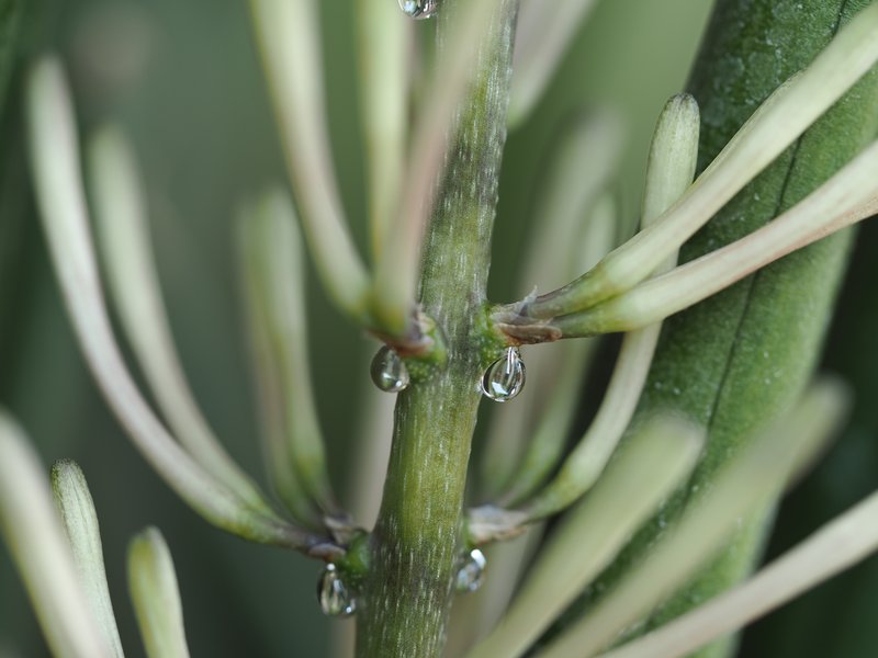 Sansevieria cylindrica