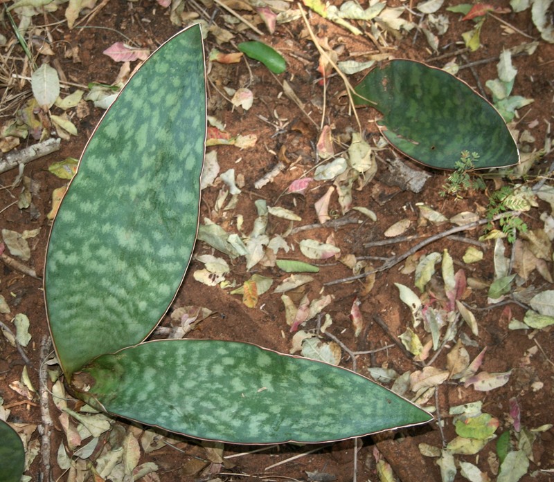 Iguanatail photo 3