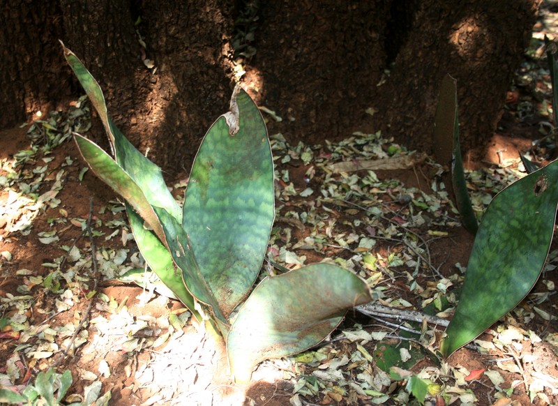 Iguanatail photo 4