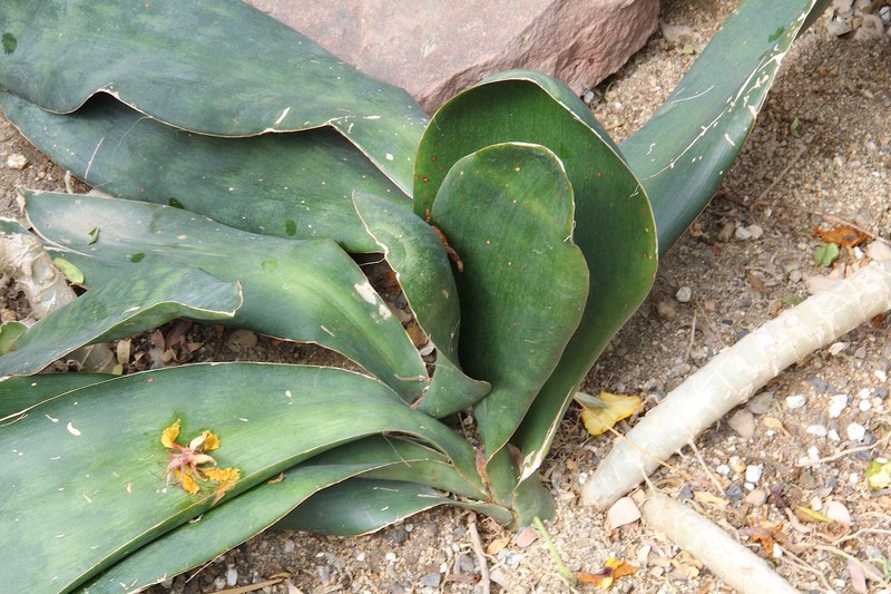 Iguanatail photo 5