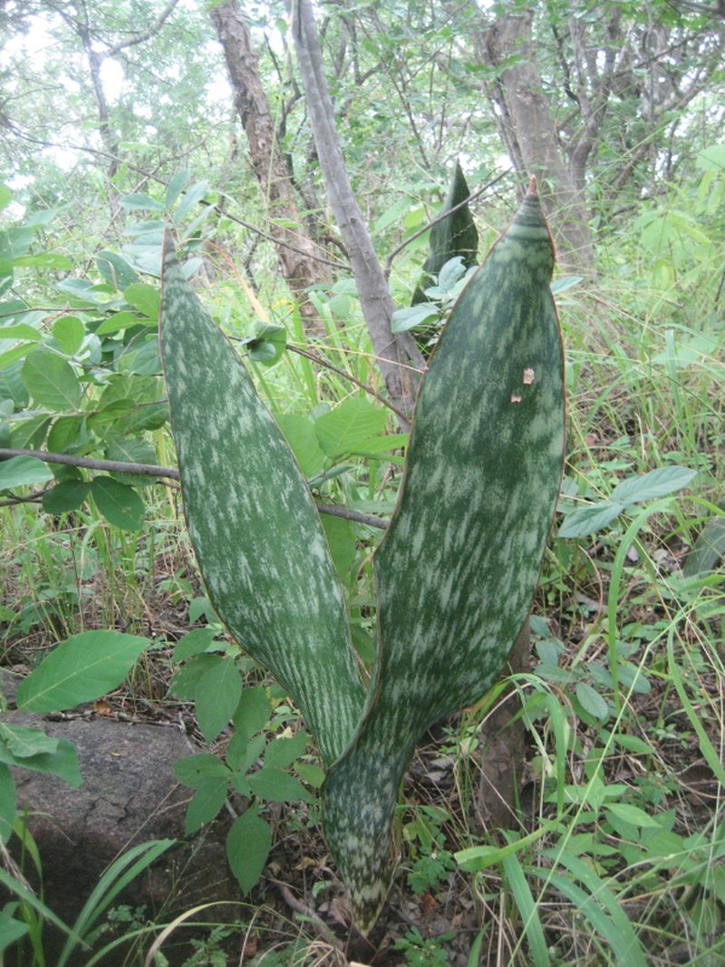 Iguanatail photo 7