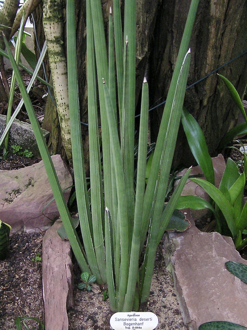 Spiky Mother-In-Law's Tongue