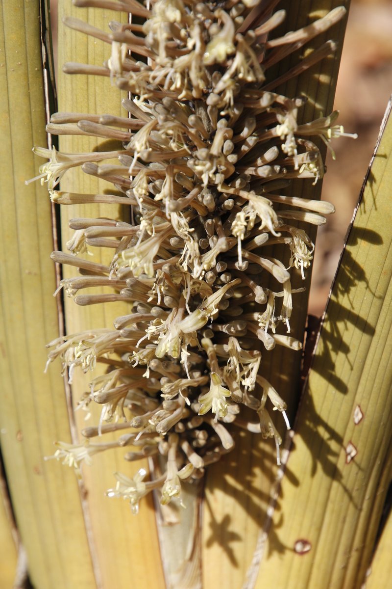 Spiky Mother-In-Law's Tongue photo 2