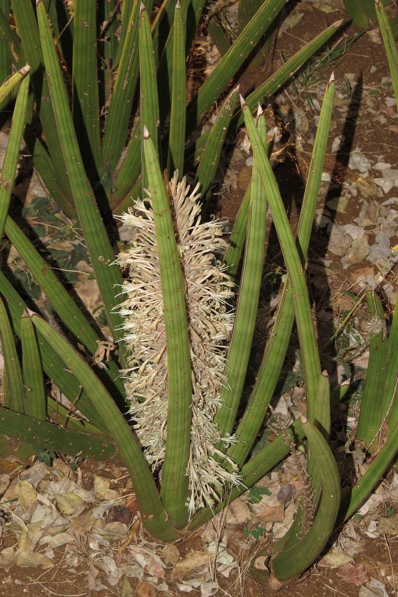 Spiky Mother-In-Law's Tongue photo 6