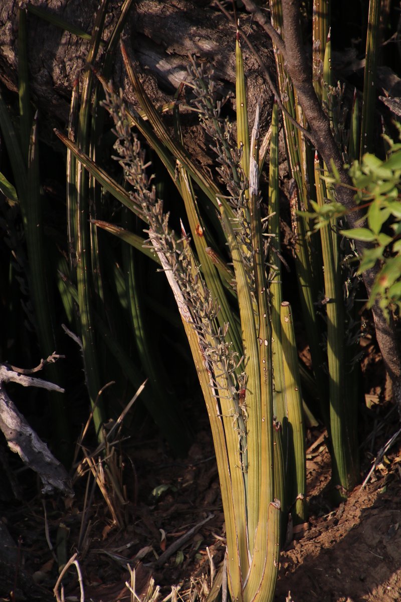 Spiky Mother-In-Law's Tongue photo 8