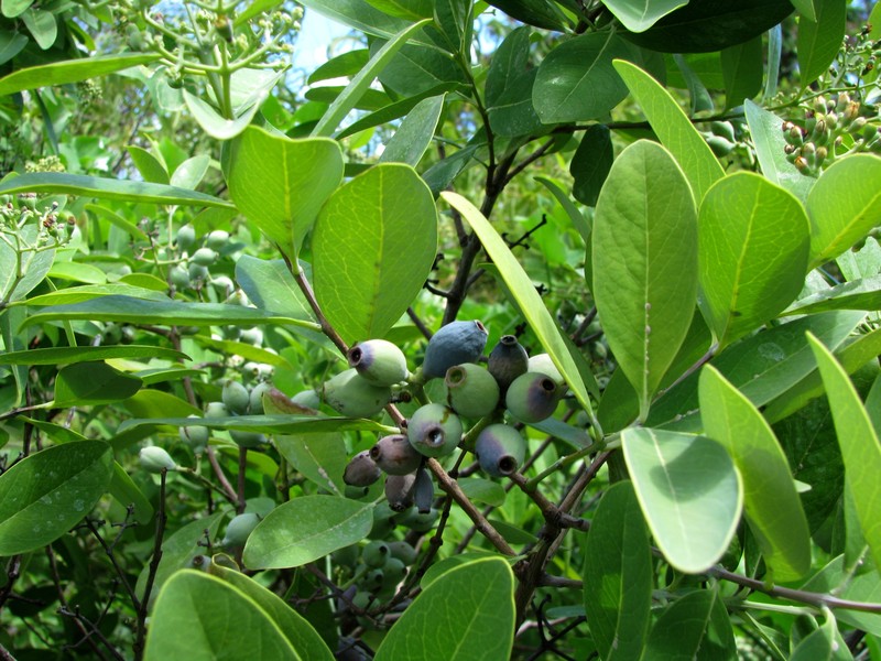 Coastal Sandalwood photo 2