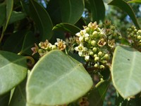 Coastal Sandalwood