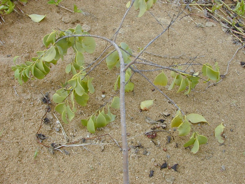 Coastal Sandalwood photo 4