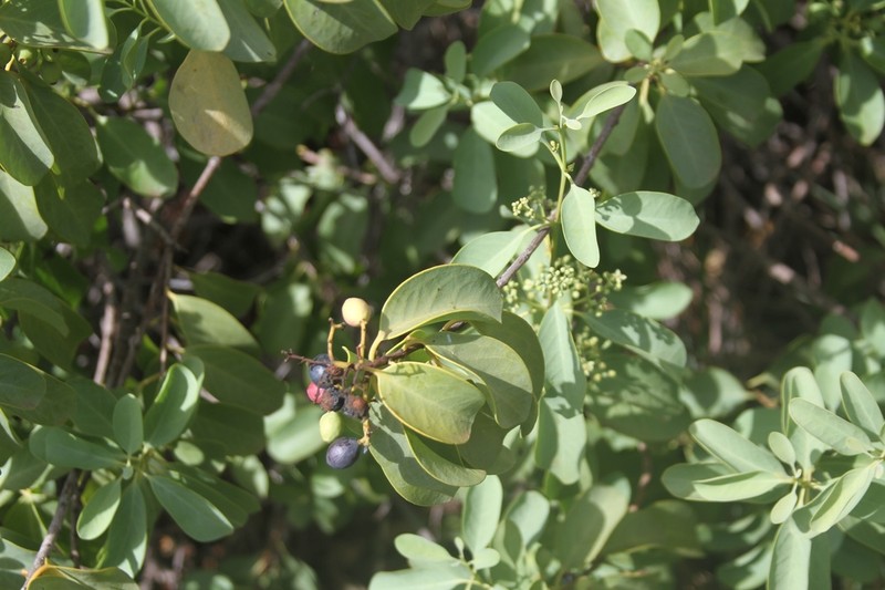 Coastal Sandalwood photo 4