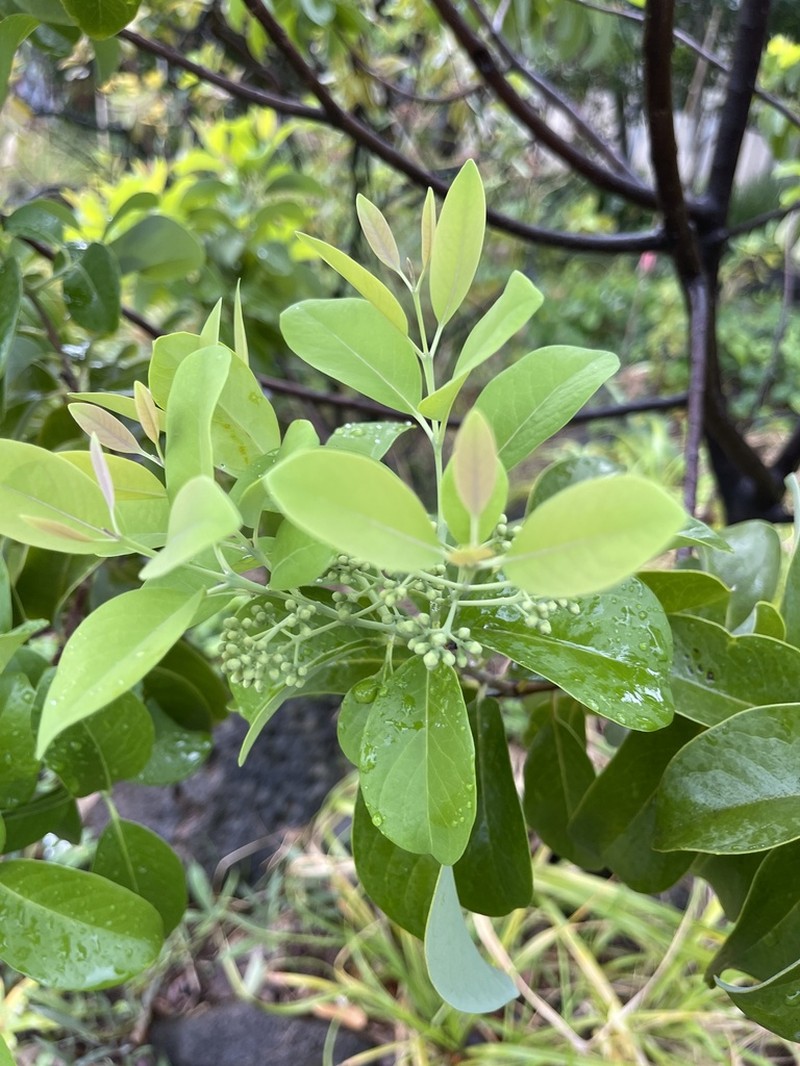 Coastal Sandalwood photo 5