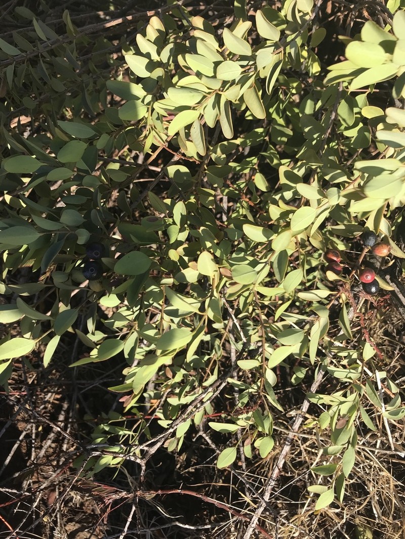 Coastal Sandalwood photo 6