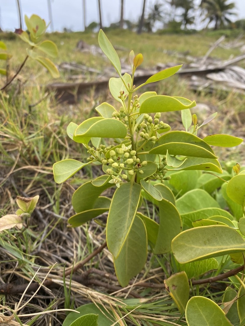 Coastal Sandalwood photo 7