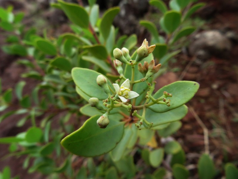 Coastal Sandalwood photo 8