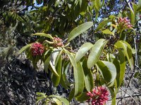 Forest Sandalwood