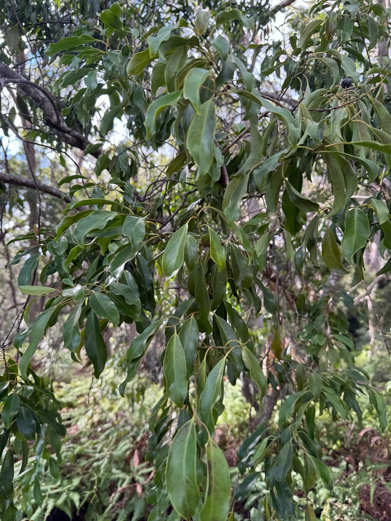 Forest Sandalwood photo 2