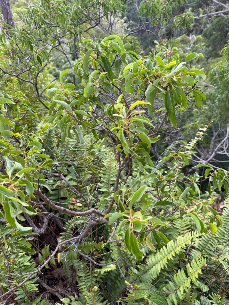 Forest Sandalwood photo 3