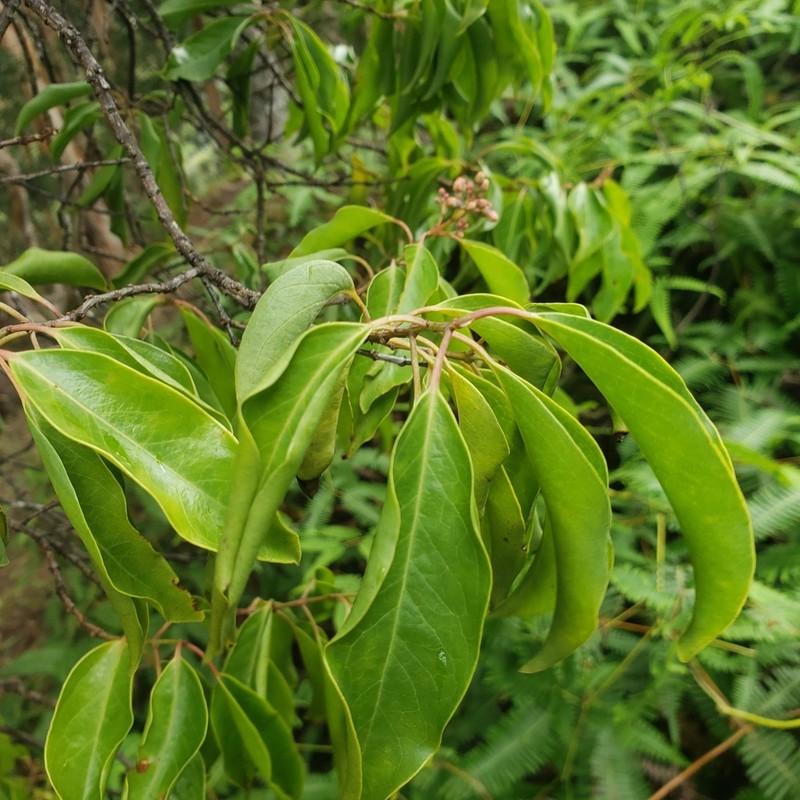 Forest Sandalwood photo 6