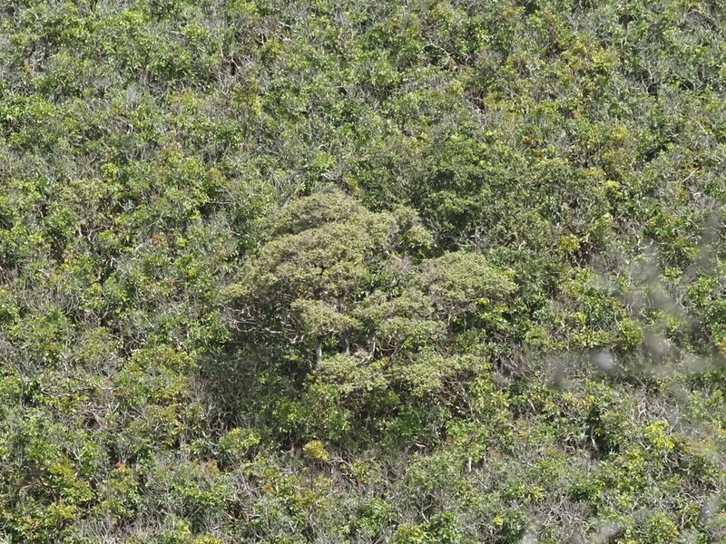 Forest Sandalwood photo 7