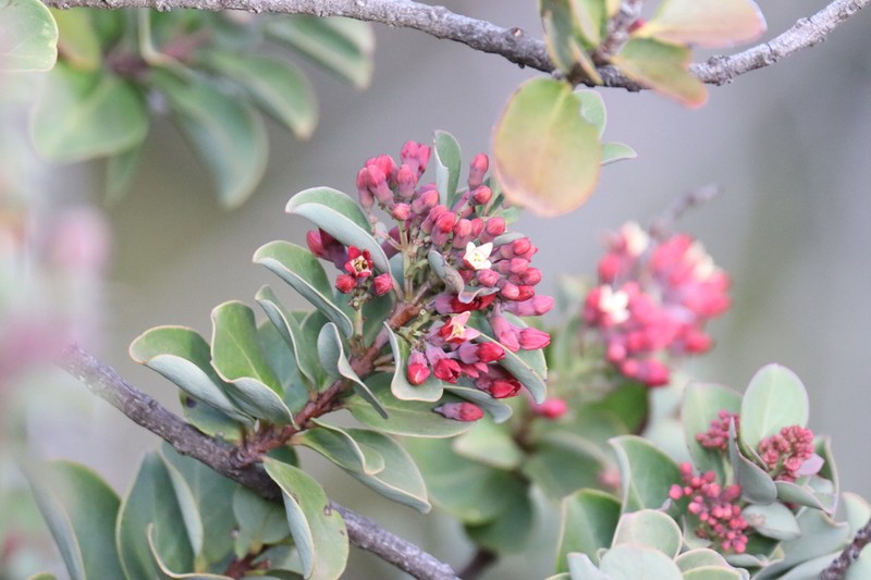 Haleakala Sandalwood photo 2