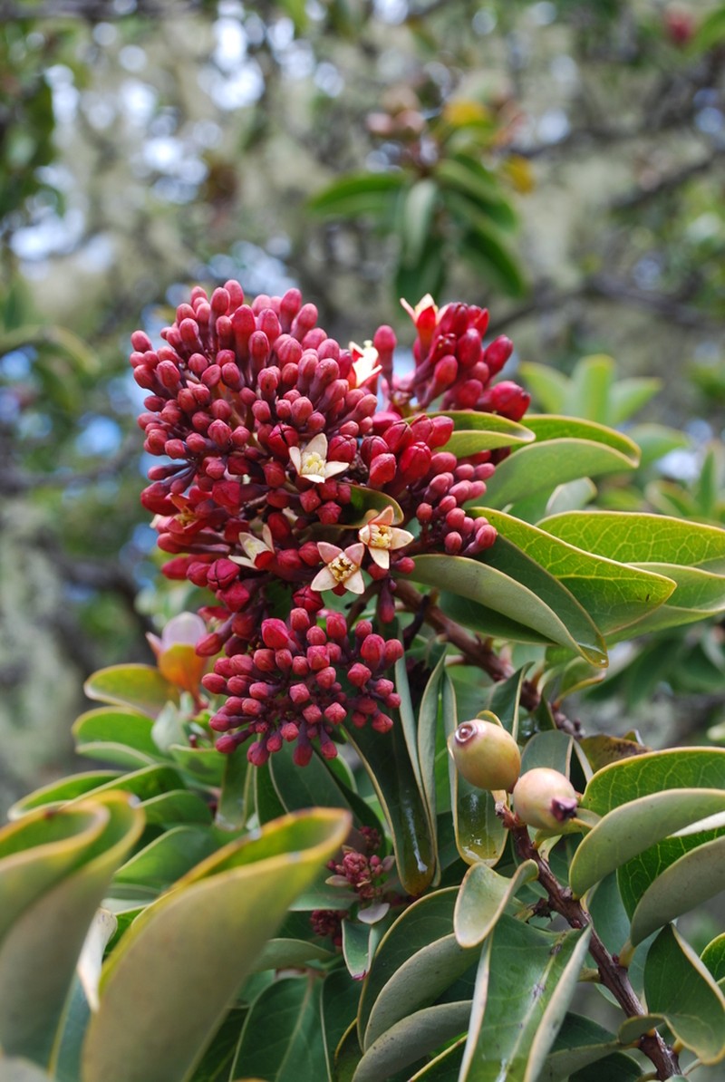 Haleakala Sandalwood photo 3