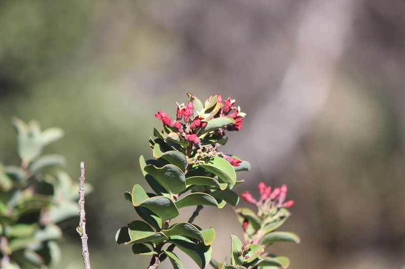 Haleakala Sandalwood photo 4